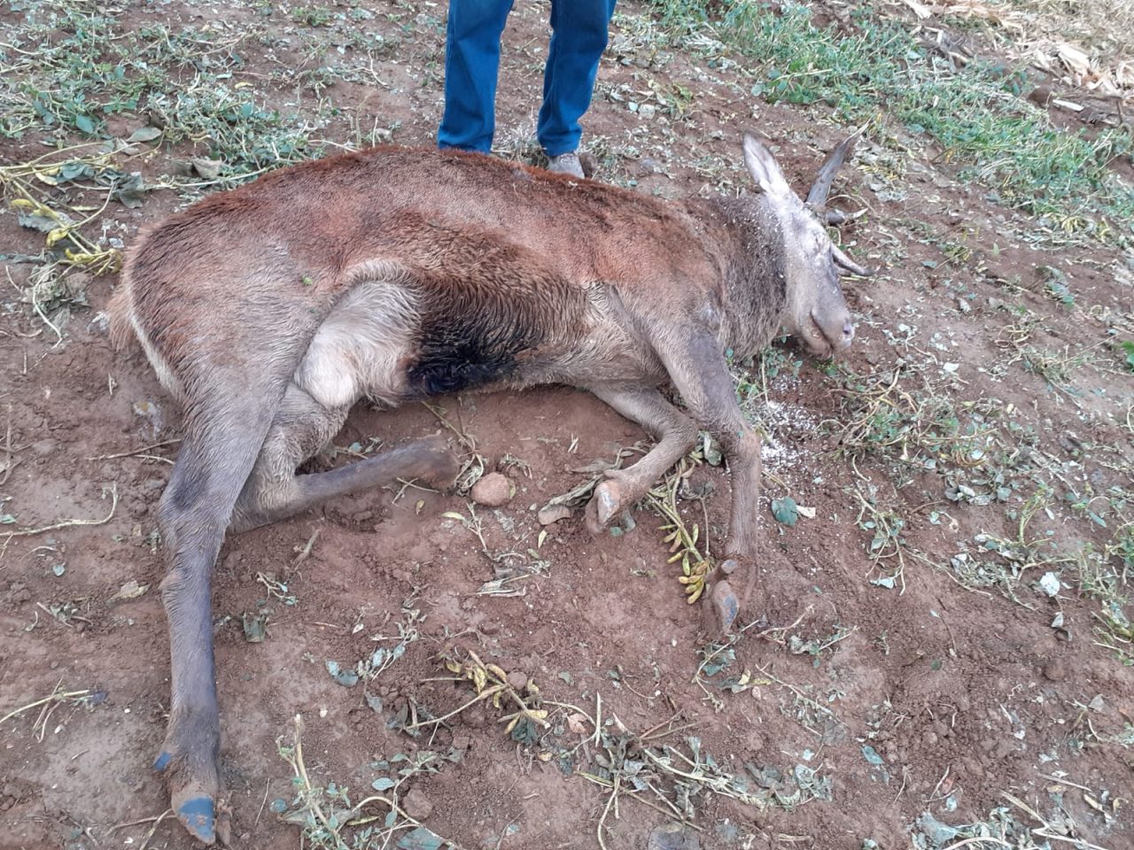 Trovato cervo morto senza un corno
