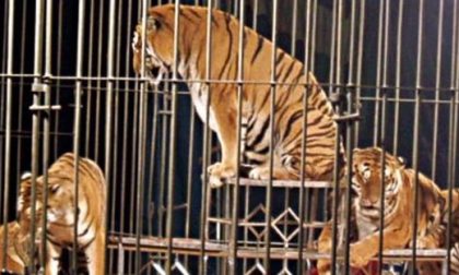 Circo a Lainate, protesta degli animalisti