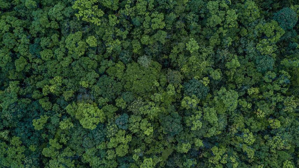 Riforestare la Lombardia: 10mila nuovi ettari di verde entro il 2030