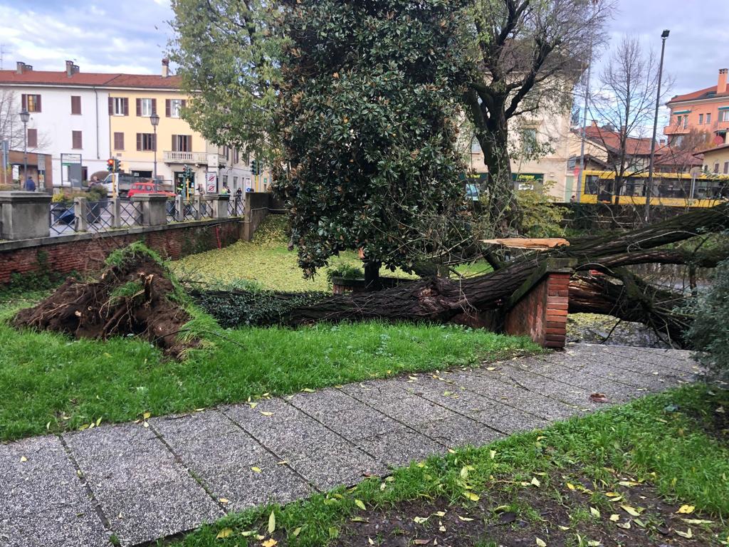 Albero caduto al Parco della Repubblica: “L’avevamo segnalato da tempo”