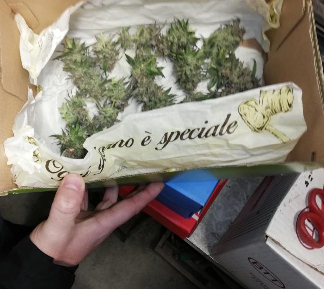 Castano Primo, marijuana in garage