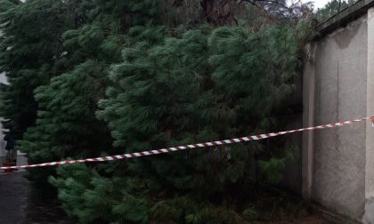 Albero caduto a Dairago: arriva la Protezione civile FOTO