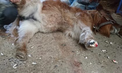 Polizia salva un cavallino abbandonato FOTO