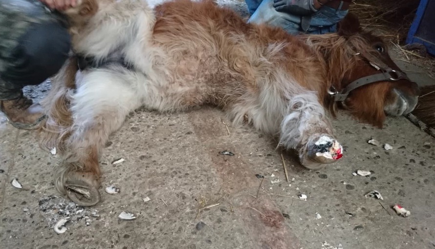 Polizia salva un cavallino abbandonato FOTO