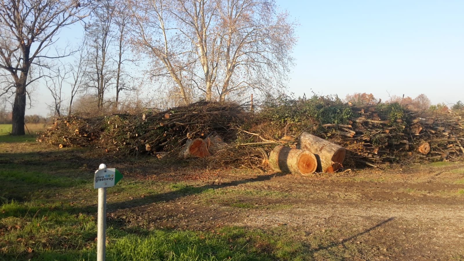 Parabiago, piante abbattute nel Parco dei Mulini