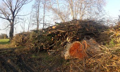 Piante abbattute nel Parco dei Mulini, Legambiente non ci sta - FOTO