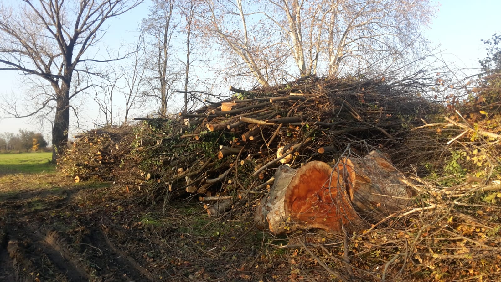 Parabiago, piante abbattute nel parco dei Mulini
