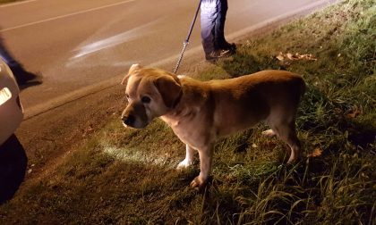 Cane ritrovato dalla Polizia locale di Castano: l'appello - FOTO