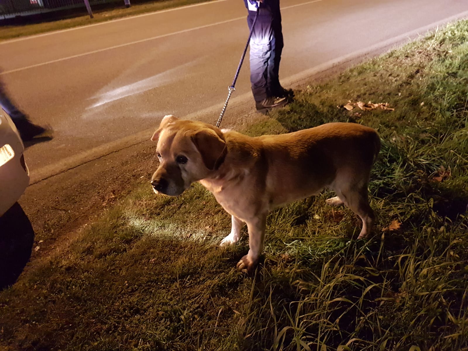 Castano Primo, cane ritrovato dalla Polizia locale
