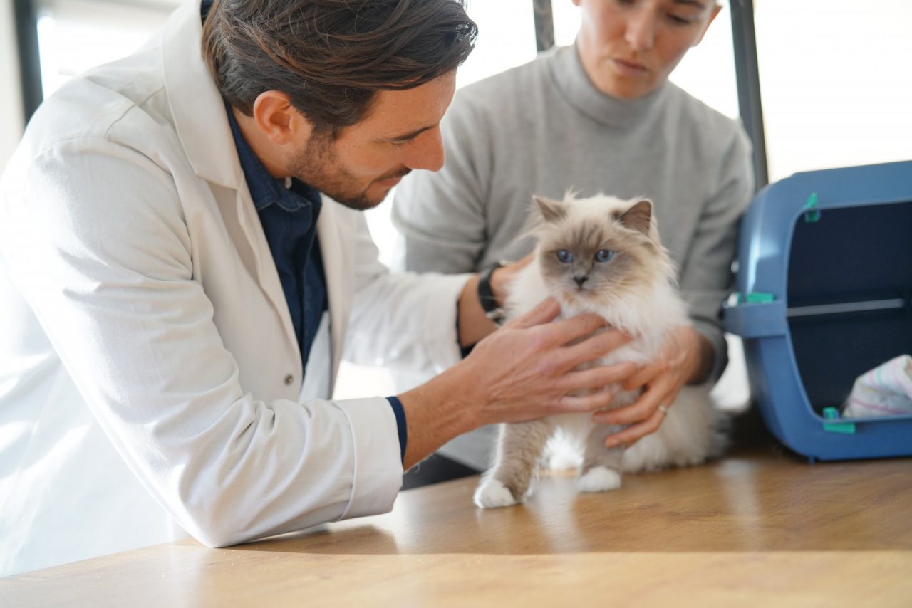Il gatto ha paura del veterinario: come fare?