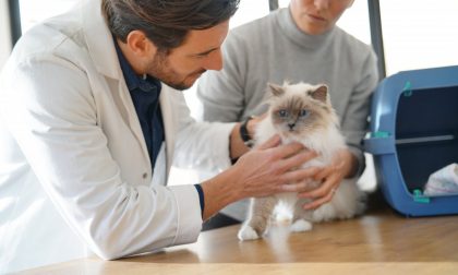 Il gatto ha paura del veterinario: come fare?