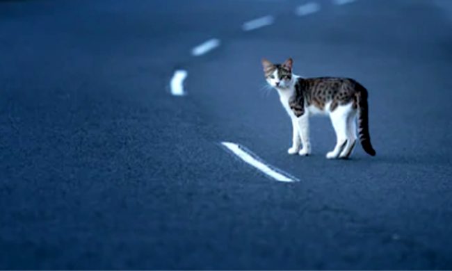 Se il gatto provoca un incidente, Serravalle non è responsabile