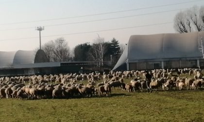 Pogliano si è svegliata con un gregge di pecore sotto le finestre