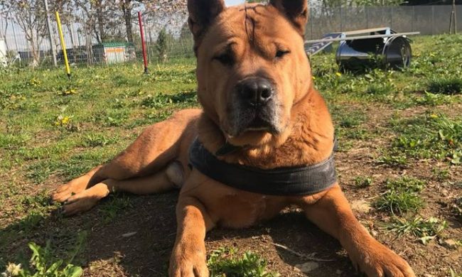 “Abbiamo diritto ad un’area cani ad Albairate”
