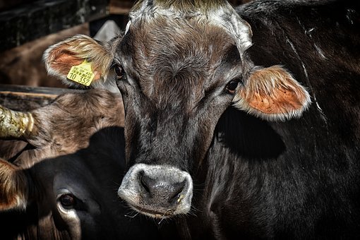 Mucca scappa dal macello e travolge una ragazza