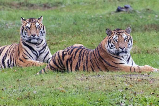 Safari Park allo stremo: “Derrate per sostentare 300 specie” VIDEO