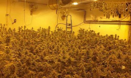 Quasi 500 piante di marijuana in casa: arrestato sedrianese