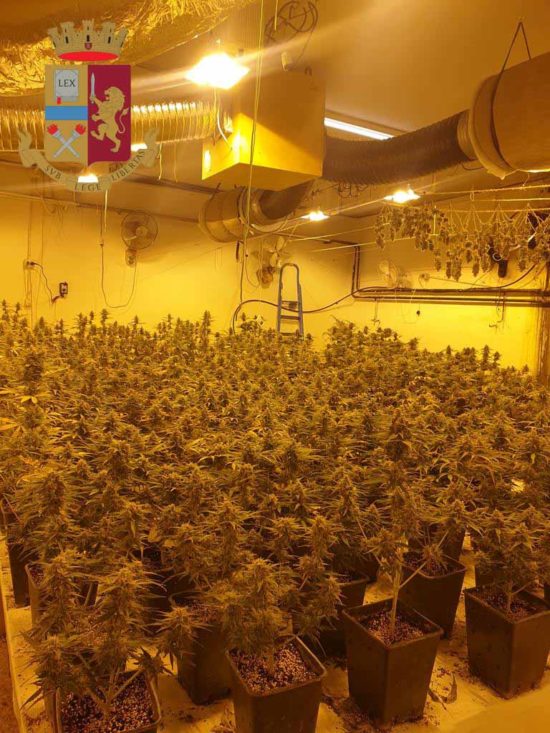 Quasi 500 piante di marijuana in casa: arrestato sedrianese