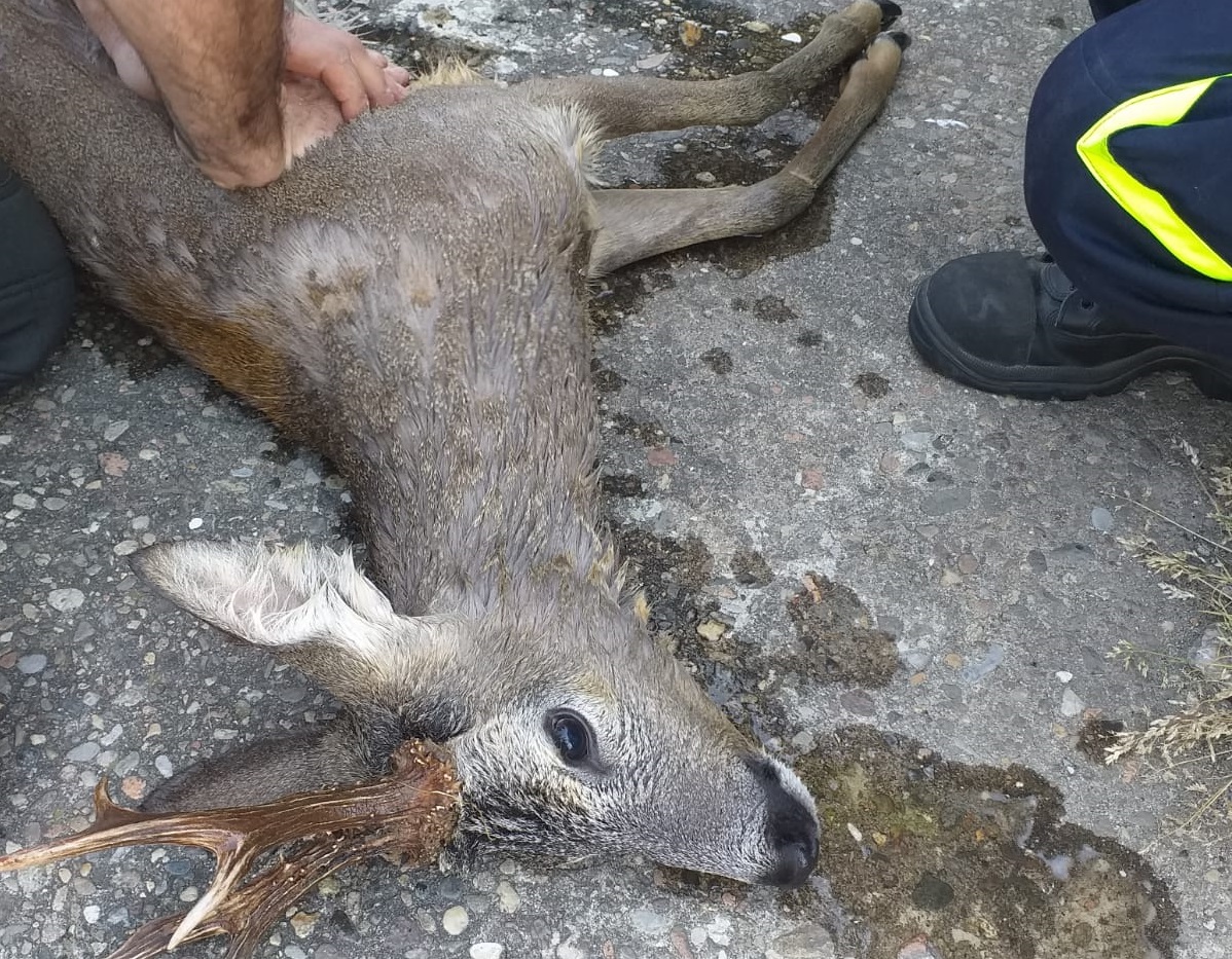 Recuperato capriolo annegato nel Naviglio FOTO