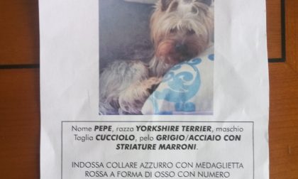 Aiutateci a ritrovare Pepe, cucciolo di York Toy