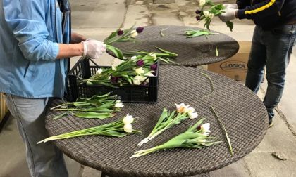 Villa Arconati - Far regala tulipani ai volontari