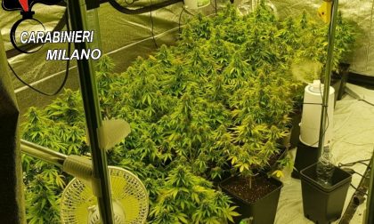 Serra di marijuana in casa: in manette tre ragazzi