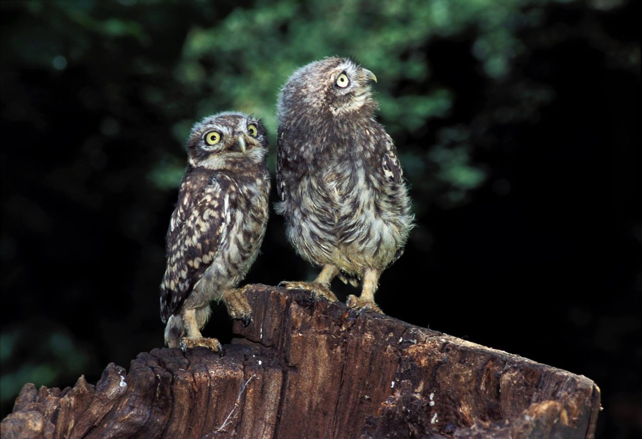 Oltre 2000 uccelli censiti di 54 specie diverse nel Parco del Ticino