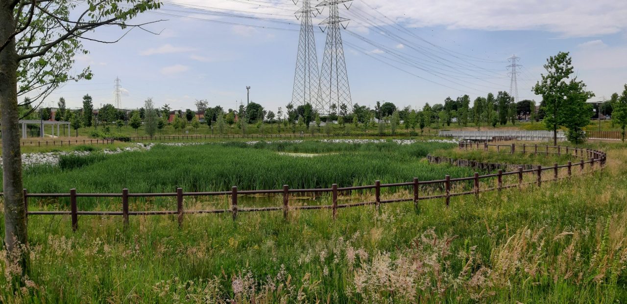 Parco Sansovino, erba alta e “giungla” nel laghetto