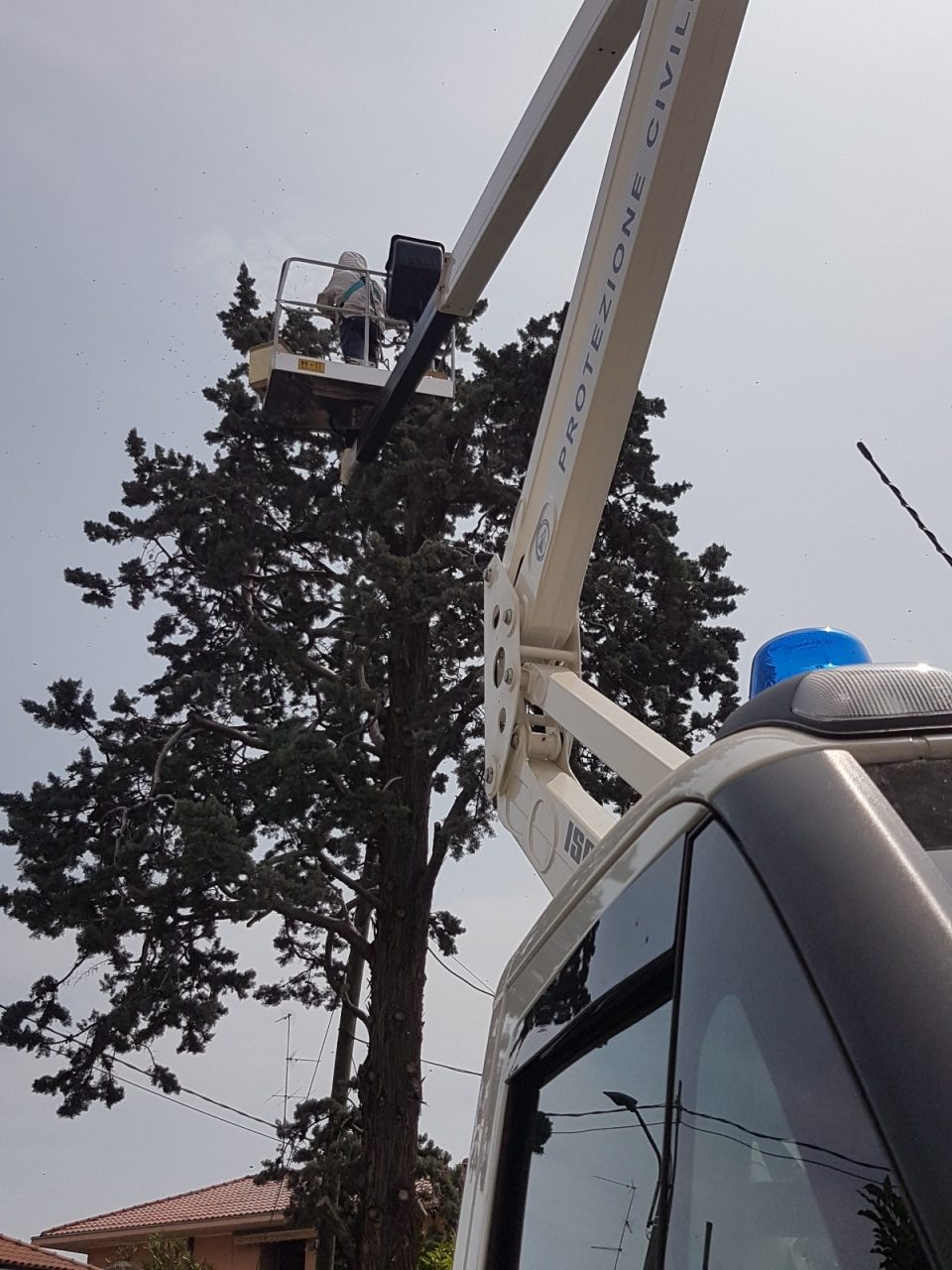 Sciame di 6mila api in cima all’albero, recuperato dalla Protezione civile FOTO