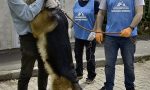 L’emozionante incontro tra il cane e i suoi padroni usciti dall’ospedale dopo aver sconfitto il Coronavirus FOTO e VIDEO