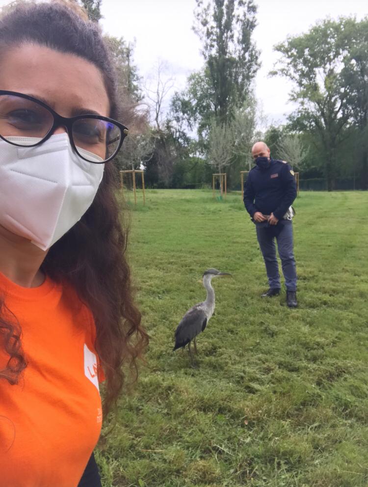 Un airone cenerino salvato al Parco Forlanini