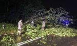 Cade un grosso albero: paura per due passeggeri - LE FOTO