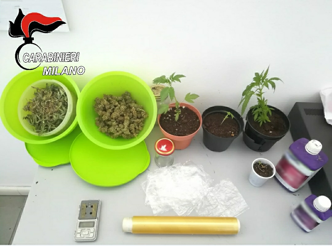 Serra di marijuana nel box, 42enne finisce ai domiciliari