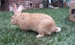 Mixomatosi dei conigli: una zona di protezione nel milanese
