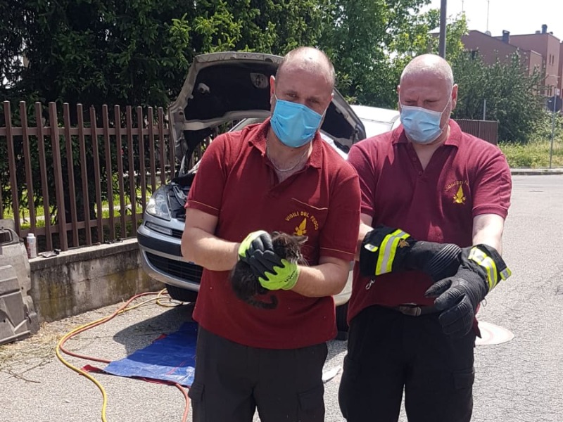 Gattino si nasconde nel motore di un’auto: salvato dai pompieri