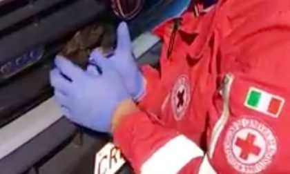 Croce Rossa salva un merlo incastrato nel radiatore dell'ambulanza FOTO
