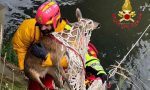 Capriolo rischia di annegare nel canale: salvato dai pompieri FOTO e VIDEO