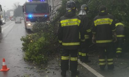 Albero caduto sul Sempione: è il secondo a San Vittore Olona in pochi giorni