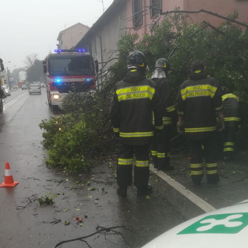 Albero caduto sul Sempione: è il secondo a San Vittore Olona in pochi giorni