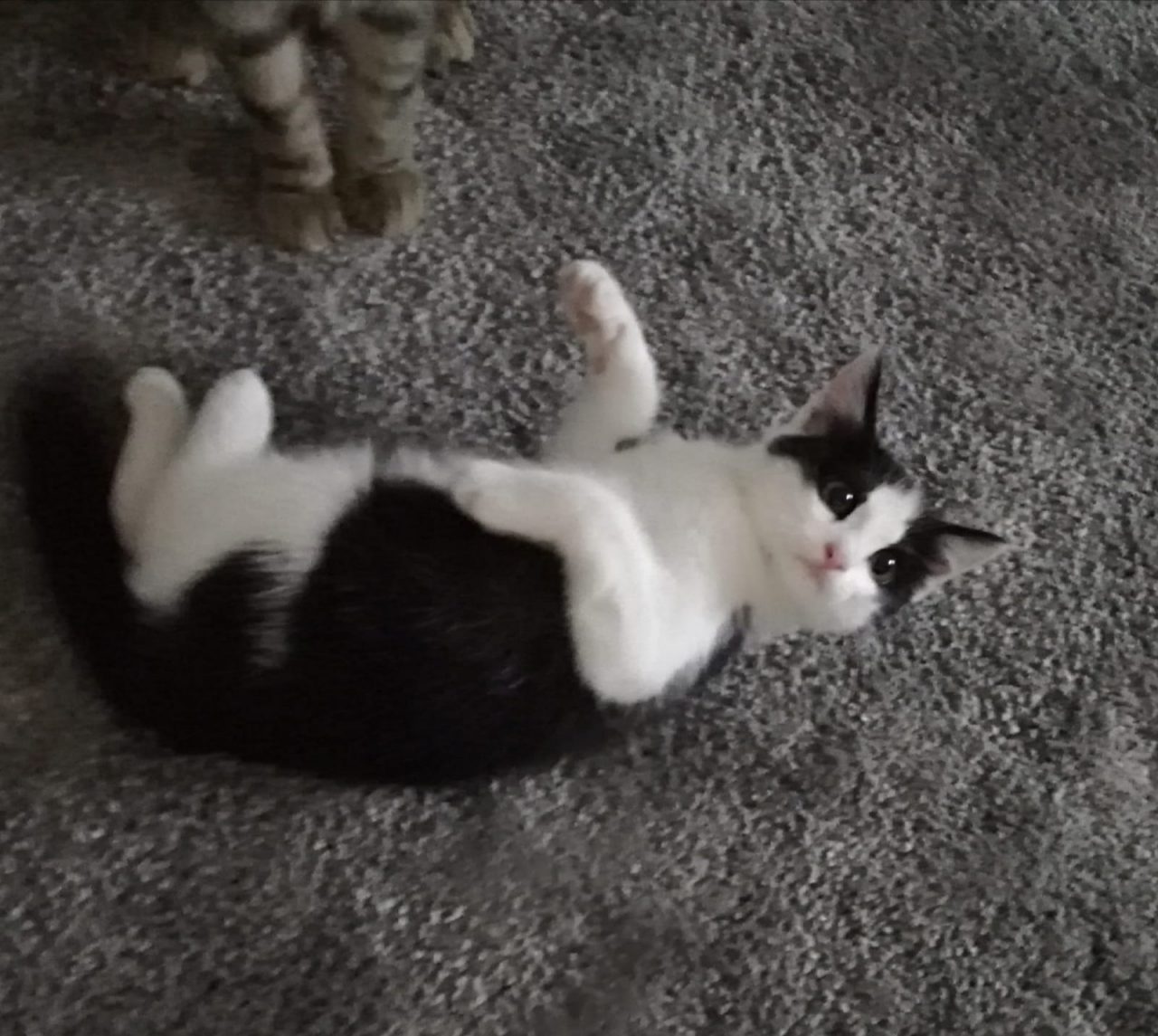 Gattino abbandonato salvato da una volontaria della Lav