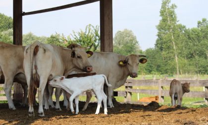 Mucche accoltellate, paura tra gli allevatori