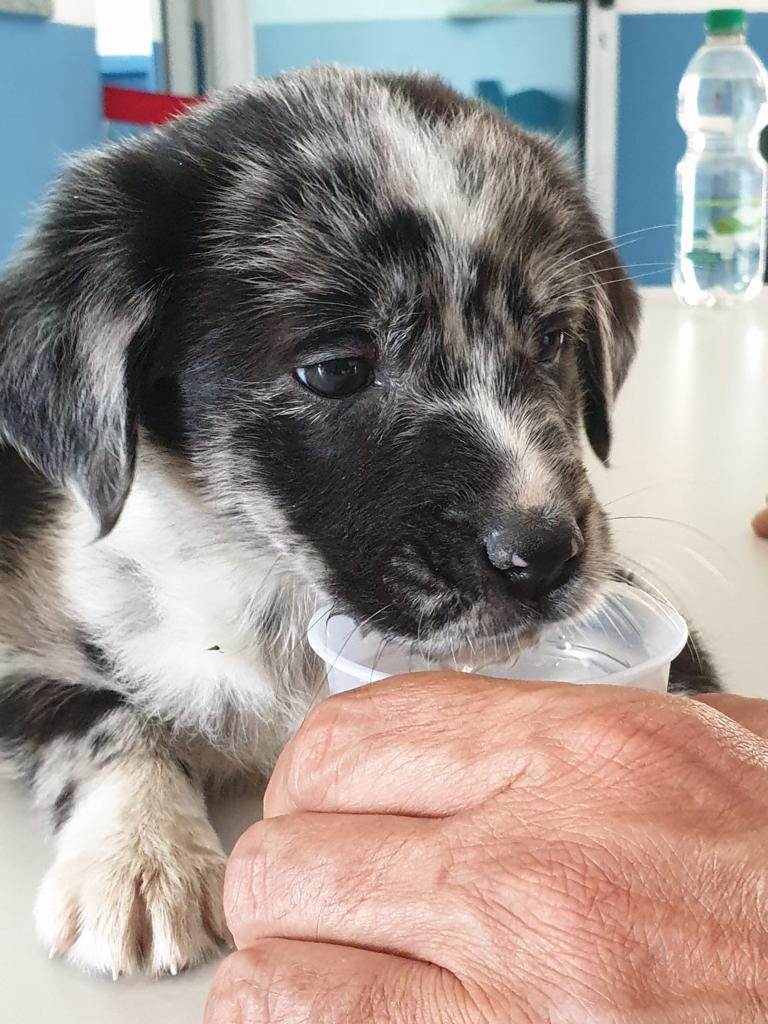 Buttano un cane nel canale, lo adotta la Polizia