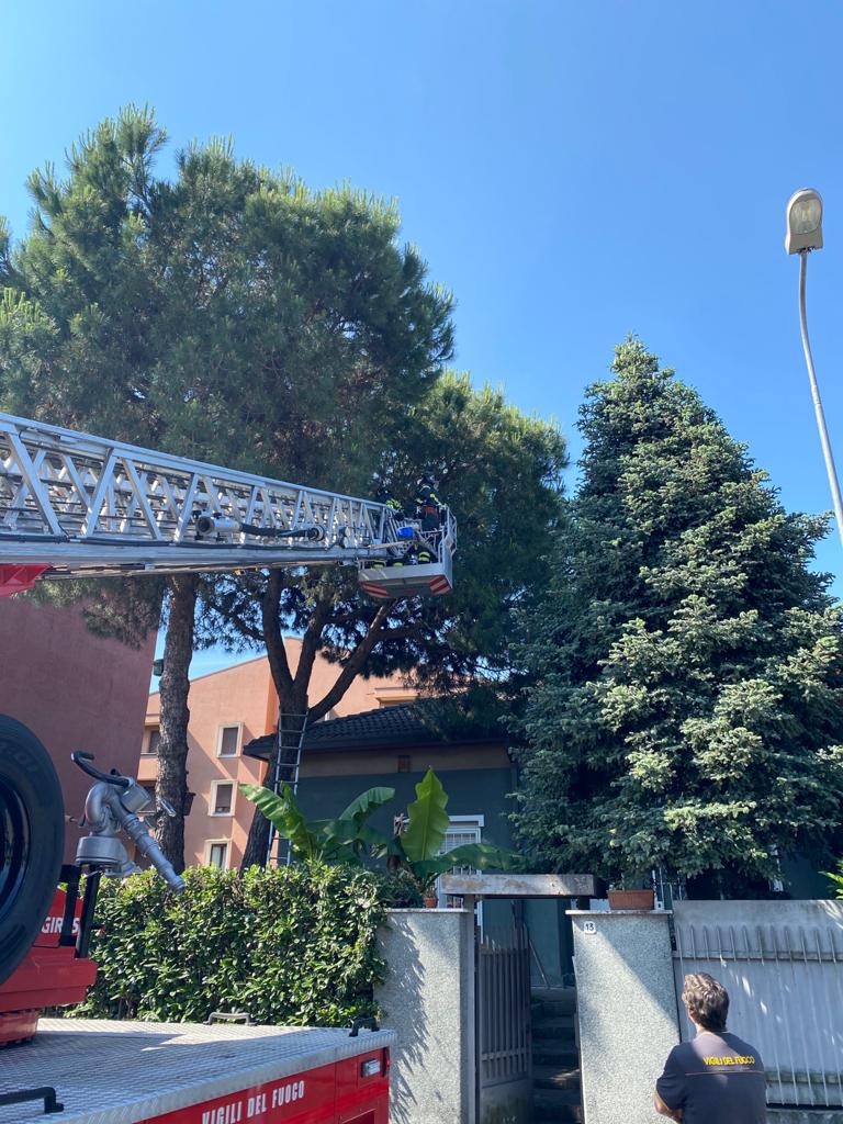 Gatto su un albero salvato dai pompieri FOTO