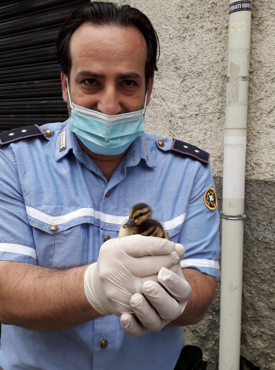 Anatroccoli si perdono in centro: salvati dalla Polizia locale FOTO
