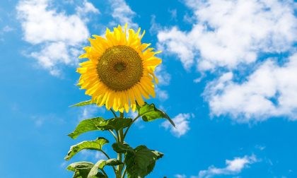 Si rafforza l’alta pressione, più soleggiato e temperature su | Previsioni meteo weekend