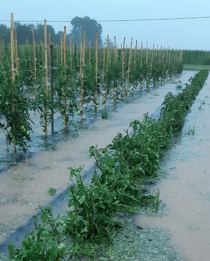 Maltempo, violenta grandinata sull’Abbiatense:  frutta e verdura triturate, danni anche sul mais