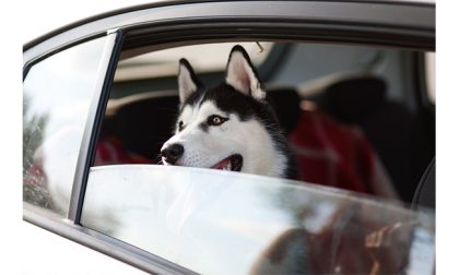 Aumentano le vacanze dog friendly: i consigli per un’estate a misura di cane