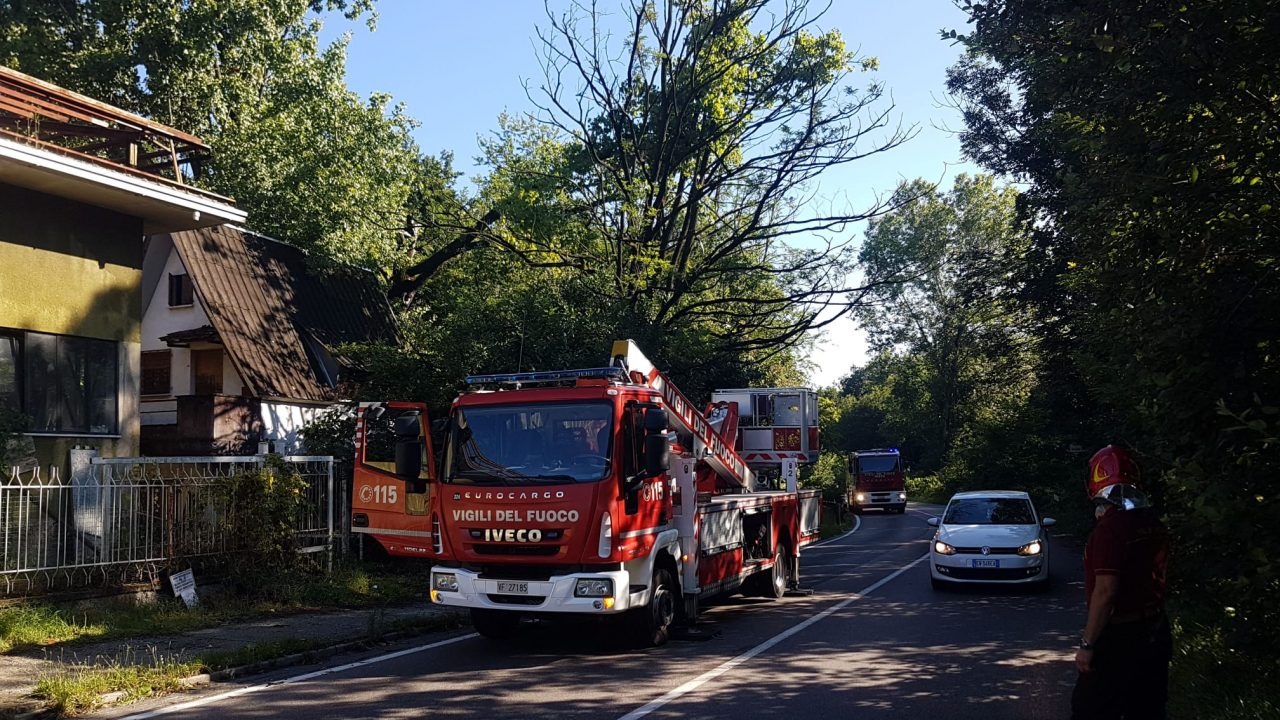 Albero a rischio caduta, intervento dei Vigili del fuoco – FOTO