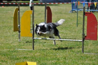 Rho: Un percorso di agility dog nel parco di via Terrazzano