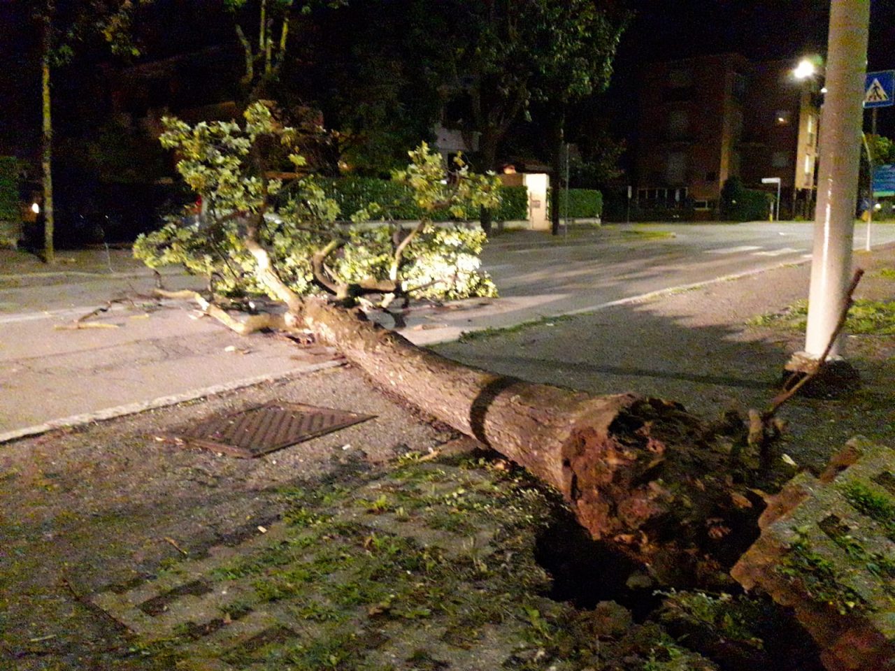 Cadono alberi nel Legnanese durante la notte con raffiche di vento FOTO